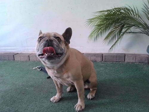 DALLAS - French Bulldog available for adoption