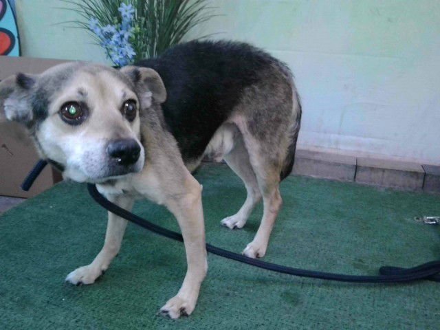 NIXON - Beagle available for adoption