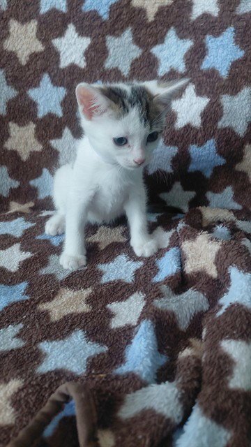 A5797119 - Domestic Short Hair available for adoption