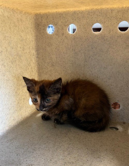 SHELBY - Domestic Short Hair available for adoption