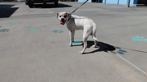 A5804710 - Chihuahua available for adoption