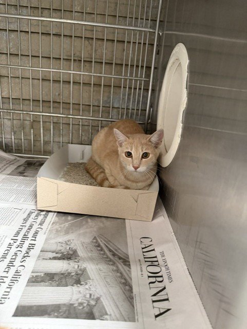 A5793549 - Domestic Short Hair available for adoption