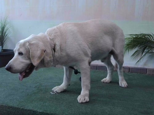 CAPTAIN - Labrador Retriever available for adoption