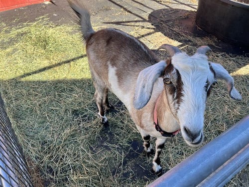 A5798450 - Goat available for adoption