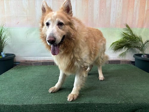 KATO - German Shepherd Dog available for adoption