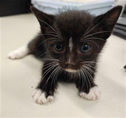 A5799358 - Domestic Short Hair available for adoption