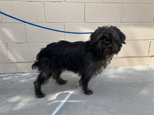 HERBERT - Terrier available for adoption