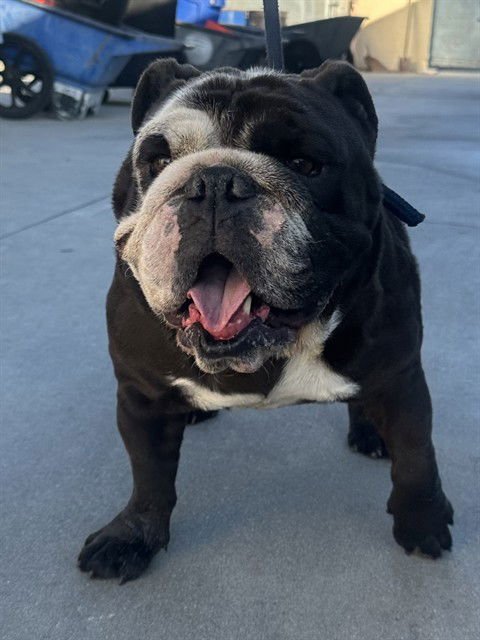 PANDA - English Bulldog available for adoption