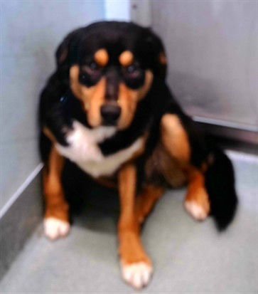 BILBO - Australian Shepherd available for adoption