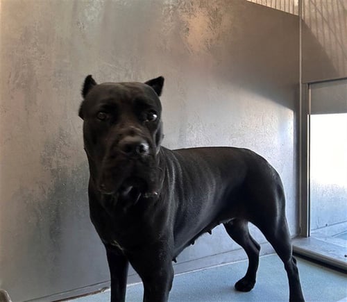 ZARA - Cane Corso Mastiff available for adoption