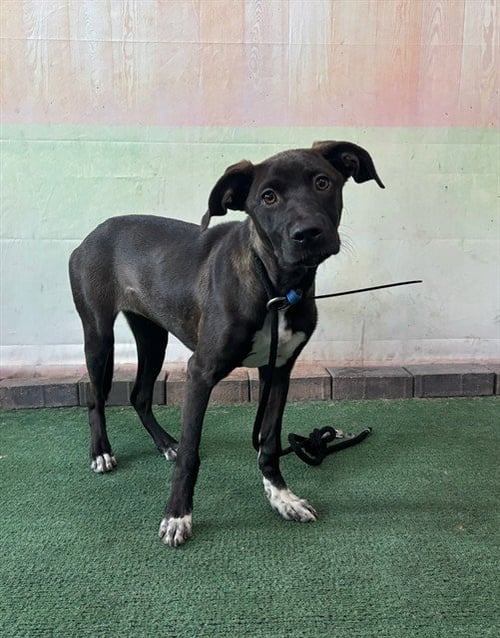 LUNA - Catahoula Leopard Dog available for adoption