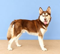TOPPER - Photo 1