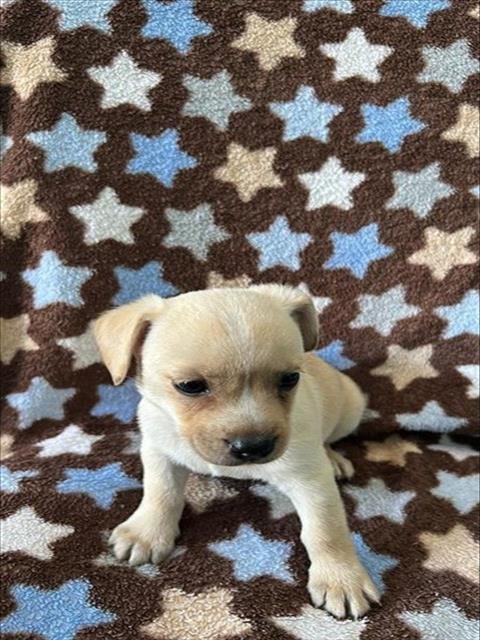 ARAMIS - Chihuahua available for adoption