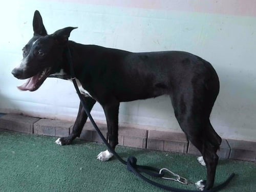 JUNE - Australian Kelpie available for adoption