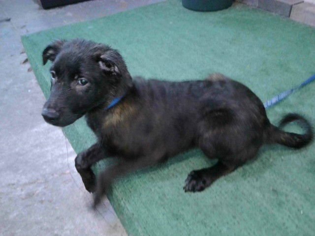 POPPY - German Shepherd Dog available for adoption