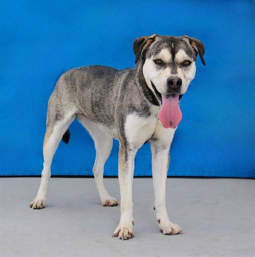 PEEP - Siberian Husky available for adoption