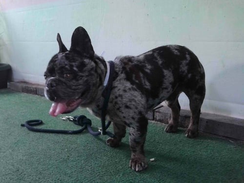 CHASE - French Bulldog available for adoption