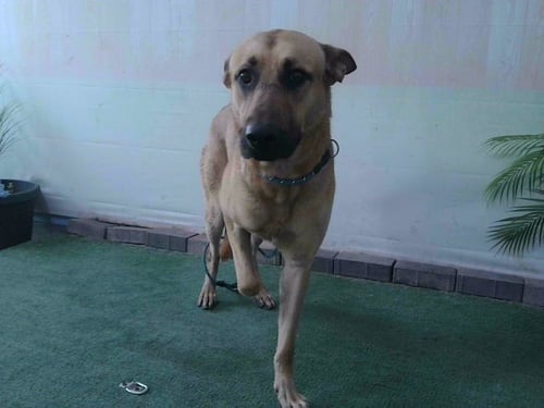 A5794851 - Belgian Shepherd Malinois available for adoption