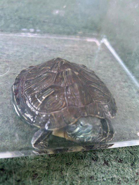 A5776325 - Turtle available for adoption