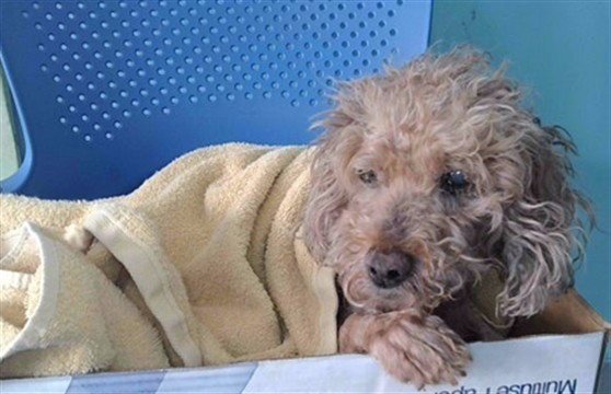 BB Image