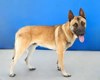 WYATT - Photo 1