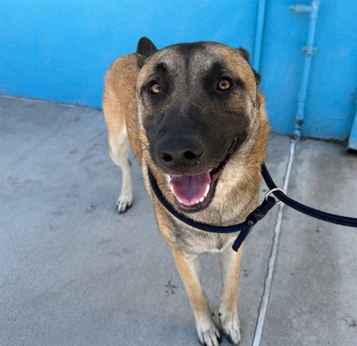 A5792989 - German Shepherd Dog available for adoption