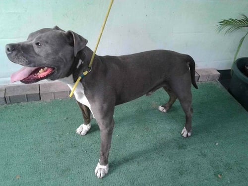 A5767132 - Pit Bull Terrier available for adoption