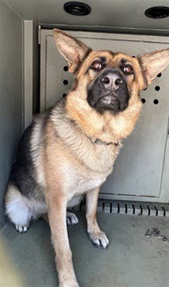 ELSA - German Shepherd Dog available for adoption