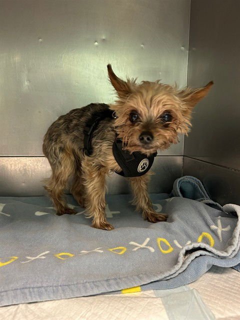 MIKO - Yorkshire Terrier Yorkie available for adoption