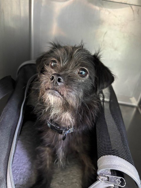 PELUS - Maltese available for adoption