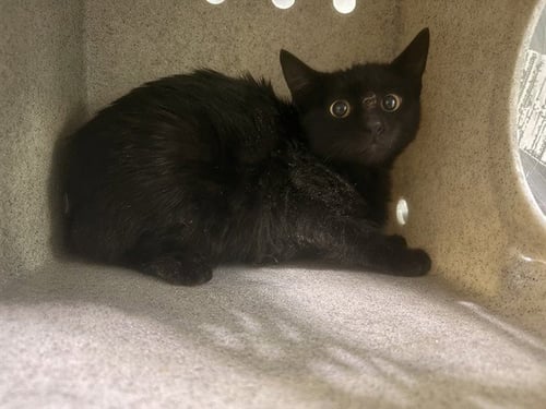 A5796688 - Domestic Short Hair available for adoption