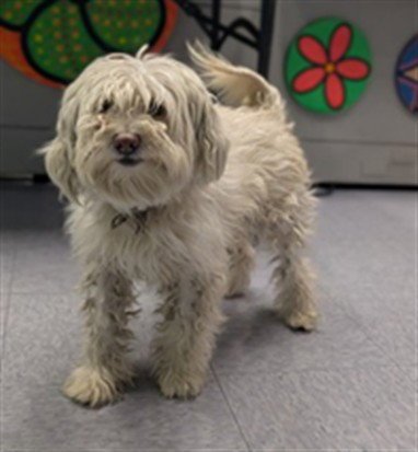 MAX - Maltese available for adoption