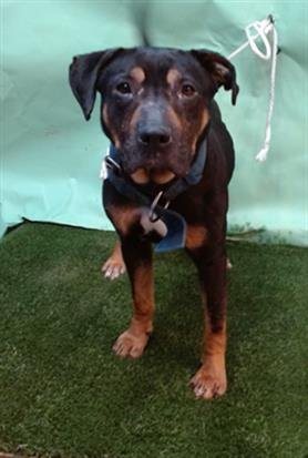 SCOOTER - Pit Bull Terrier available for adoption