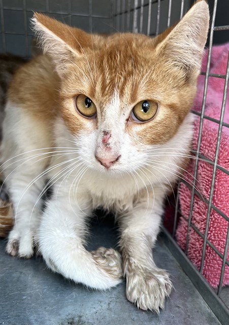 A5802028 - Domestic Short Hair available for adoption