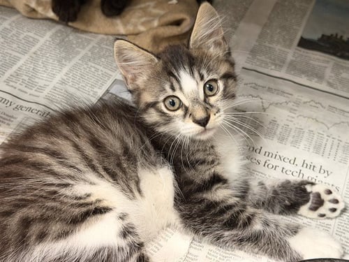 A5790769 - Domestic Short Hair available for adoption