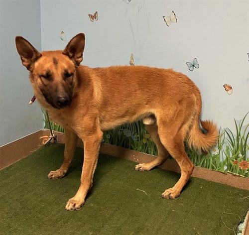 DALE - German Shepherd Dog available for adoption