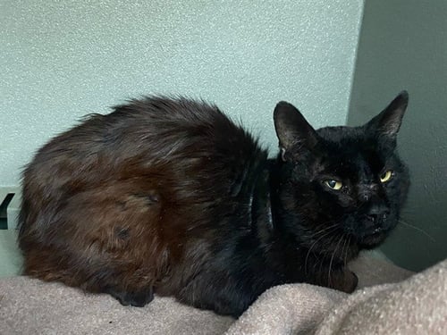 A5789311 - Domestic Short Hair available for adoption