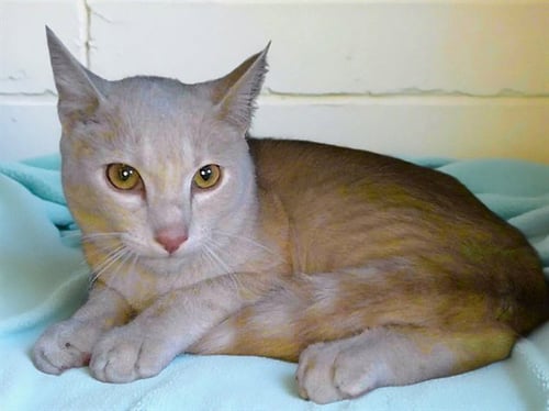 APRICOT - Domestic Short Hair available for adoption