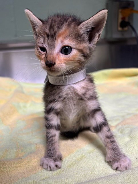 ANNIE - Domestic Short Hair available for adoption