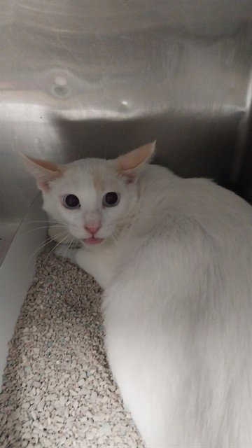 SYLVIA - Domestic Short Hair available for adoption