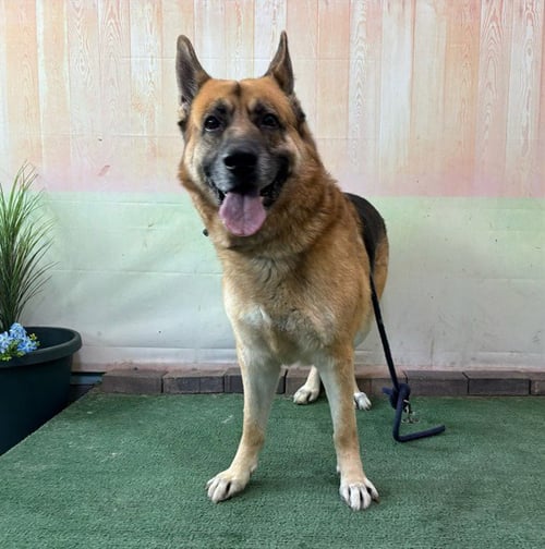 POSEIDON - German Shepherd Dog available for adoption