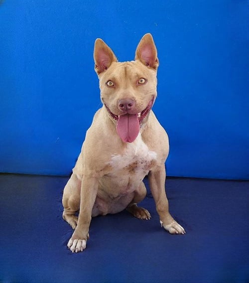 ARMADILLO - Pit Bull Terrier available for adoption