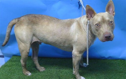 ARMADILLO - Pit Bull Terrier available for adoption