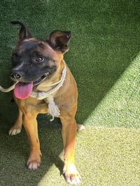 NALANI - Photo 1
