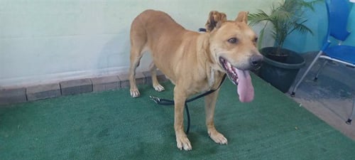 GOOPI - German Shepherd Dog available for adoption