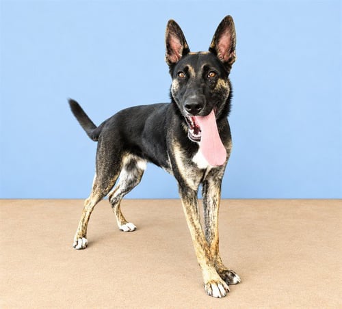 BRUSTER - German Shepherd Dog / Belgian Shepherd Malinois available for adoption