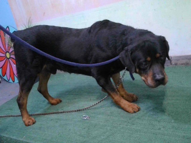 DIESEL - Rottweiler available for adoption