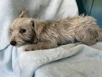 POPPY - Photo 1