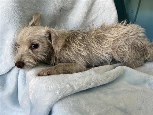 POPPY - Terrier available for adoption