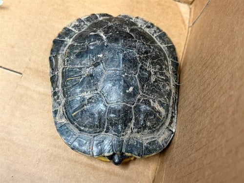 A5787609 - Turtle available for adoption